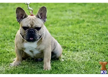 French Bulldog